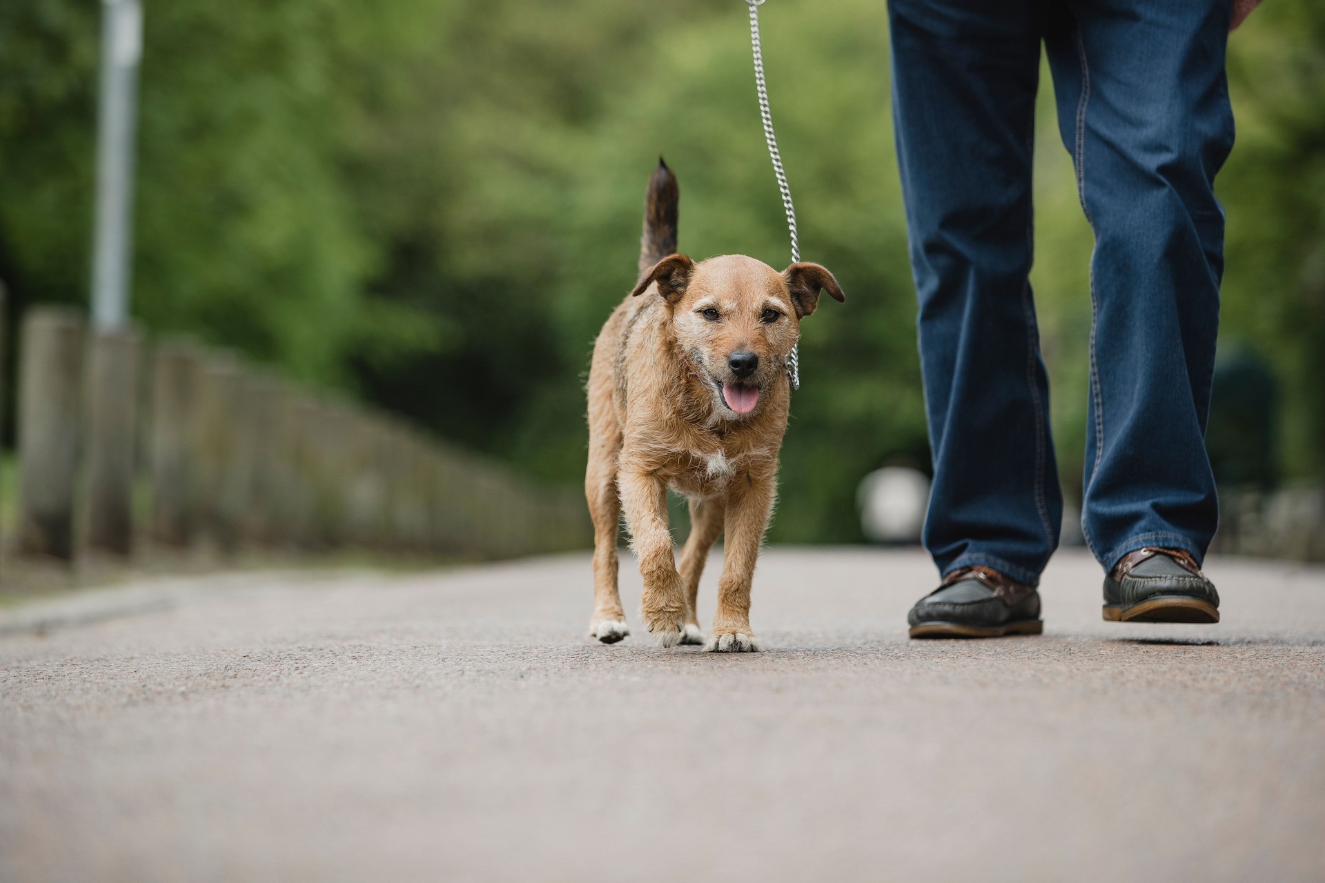 Terrier Dog Being Walked by Senior Owner