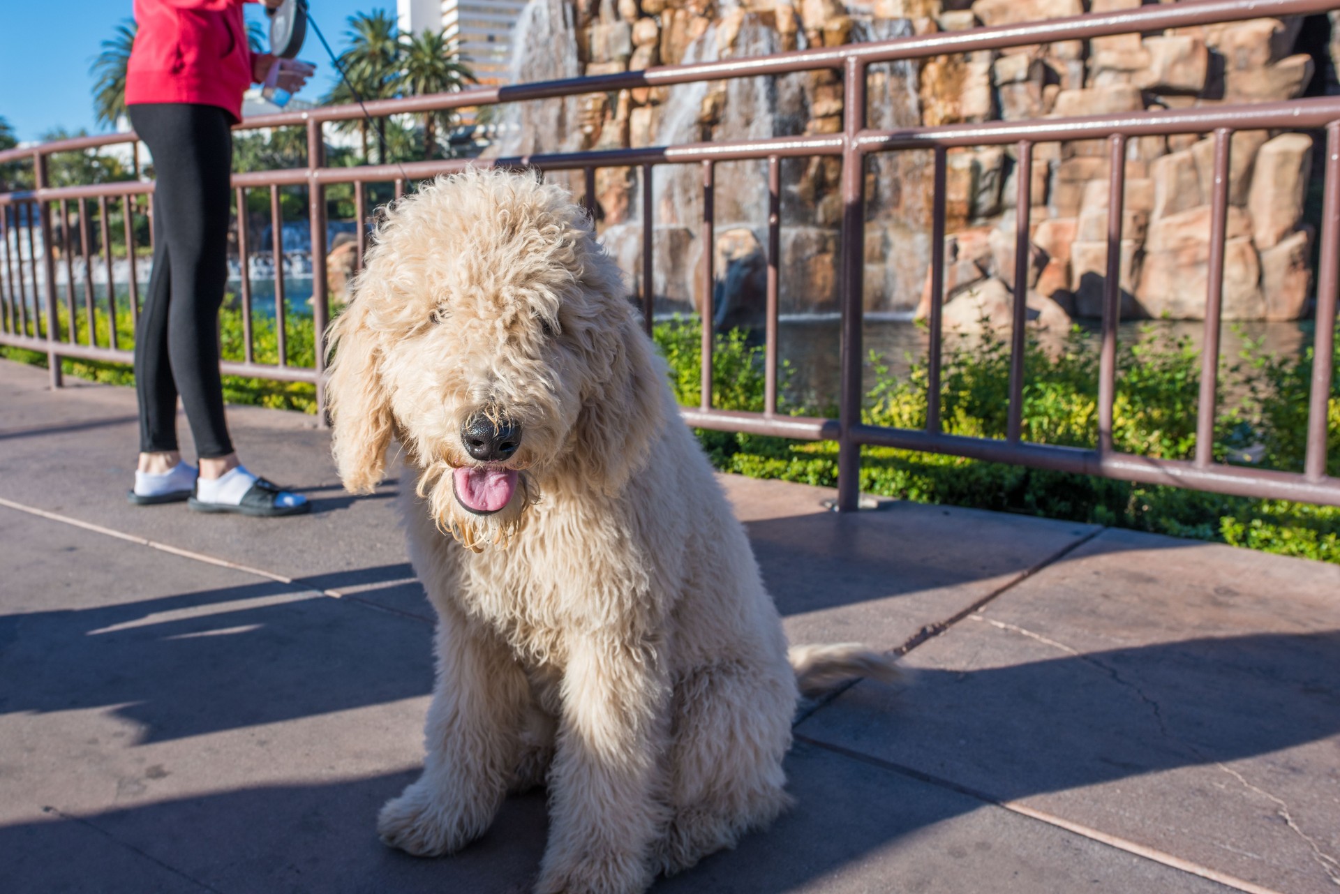 Cute poodle mix dog out for a walk in Las Vegas