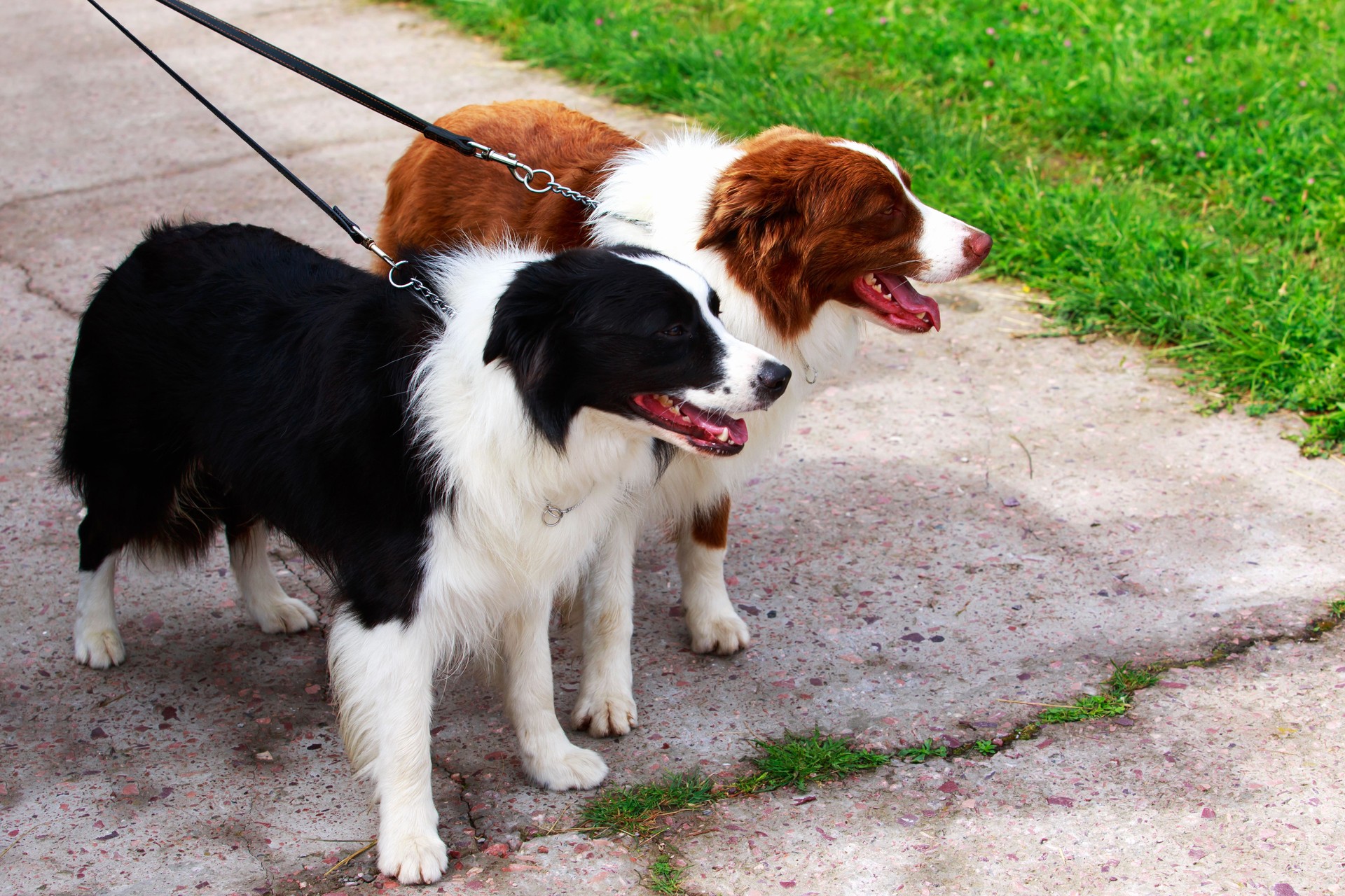 Dog breed Border Collie