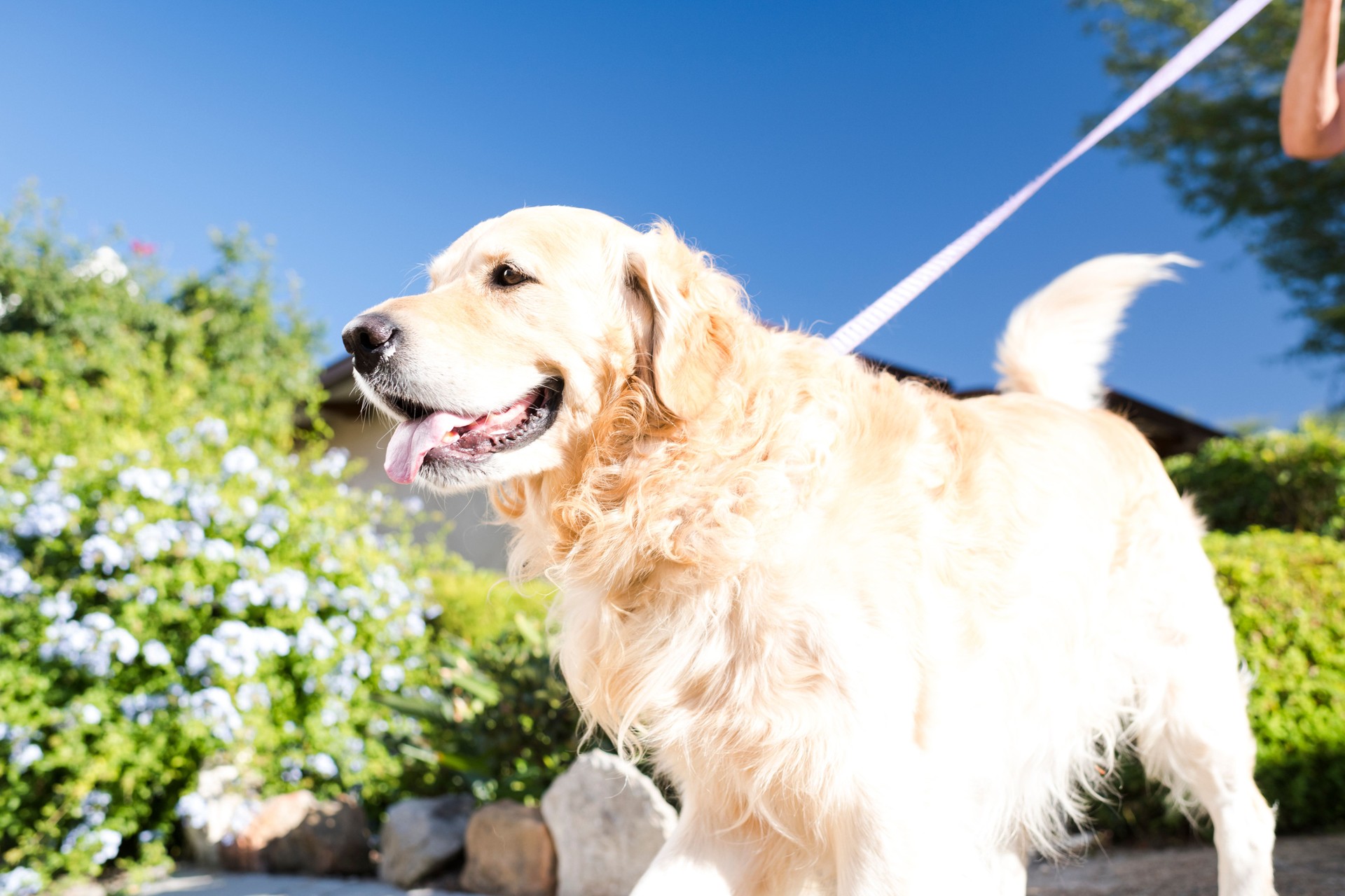 Close up of dog on a leash